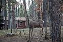 Doe closeup